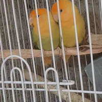 طوطی برزیلی اوپال نارنجی