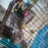 عروس هلندی و مرغ مینا