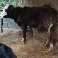 تلیسه سیمینتال|حیوانات مزرعه|لاهیجان, لیل|دیوار