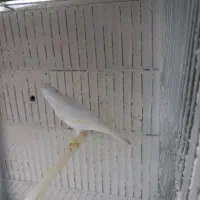 جوجه قناری نر