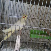 عروس ماده|پرنده|رشت, نیروی دریایی|دیوار