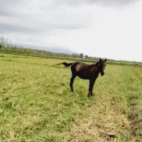اسب