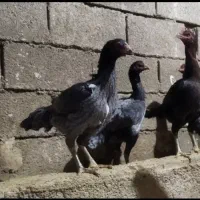 تخم لاری اوشامو|حیوانات مزرعه|بجنورد, |دیوار