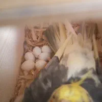 پرنده عروس نر وماده|پرنده|رشت, کوی مهر|دیوار