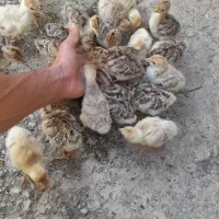 بوقلمون|لوازم جانبی حیوانات|مشگین شهر, |دیوار