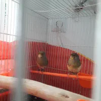 قناری ماده آماده. تخم خاکی کرده|پرنده|مشهد, نوید|دیوار