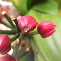 تشک پنبه ای  یک نفره فروشی