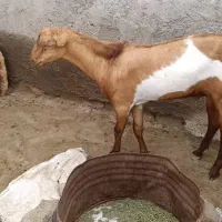 کهره نر|حیوانات مزرعه|تخت, |دیوار