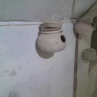 لانه مرغ عشق دیته دوم