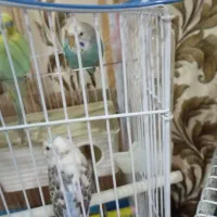 مرغ عشق سالم و اماده|پرنده|تهران, بیسیم|دیوار