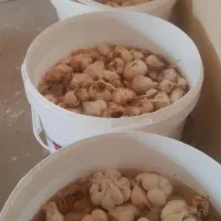ترشی سیر