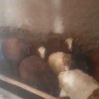 بره ماده سبک وزن