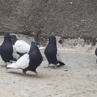 کبوتر کفتر رنگی|پرنده|قم, سراجه (۱۵ خرداد)|دیوار