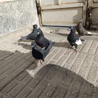 کبوتر بهبهونی