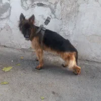 ژرمن شپرد اصیل کلاس A