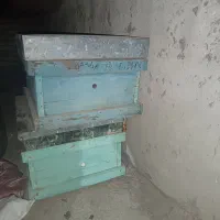 کلنی