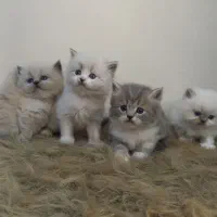 گربه بریتیش