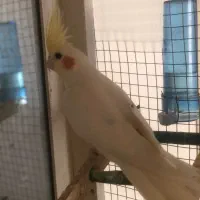 عروس هلند