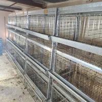 قفس مرغ تخمگذار|لوازم جانبی حیوانات|زواره, |دیوار