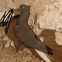 کفتر دم سفید