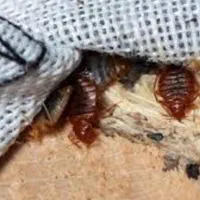 سمپاشی حشرات ساس سوسک موریانه کنه سم پاشی ضمانتی|خدمات نظافت|مشهد, طلاب|دیوار