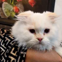 توله و گربه بالغ اسکاتیش بریتیش