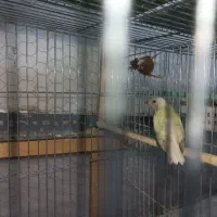 فنچ گلدین|پرنده|اسلام‌شهر, شهرک مفیدی|دیوار