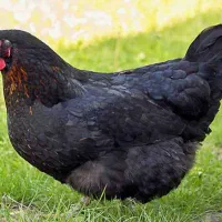 مرغ وخروس مشکی جهادی