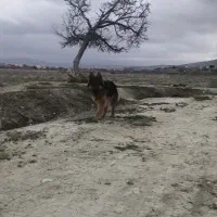 سگ ژرمن نژاد اصل واکسن شده