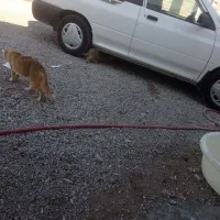 گربه|گربه|شوش, |دیوار