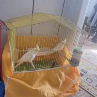 ۲عددعروس هلندی،ماده.سالم