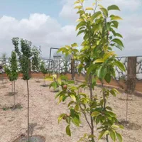 زمین باغی 532 متر دور دیوار با تانکر