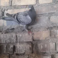 پلاکی