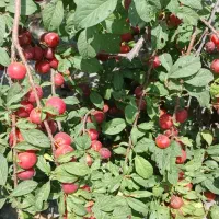 خدمات باغبانی سمپاشی .تیلر .کولش باغ وپای درختان