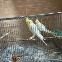 عروس هلندی سخن گو