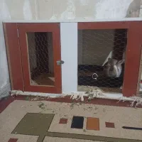 خرگوش باقفس|موش و خرگوش|الوند, |دیوار