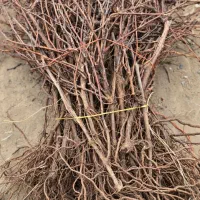 نهال انگور مرغوب