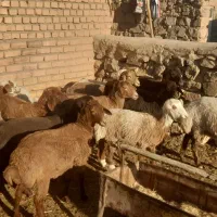 بره ماده دجه یک خوش ذات