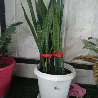 سانسوریا ابلق