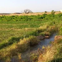 باغ انگور|فروش دفتر صنعتی، کشاورزی، تجاری|دشتابی, |دیوار