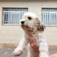 تریر ماده با سابقه زایمان موفق