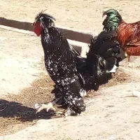 خروس|حیوانات مزرعه|فیروز, |دیوار