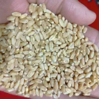 بذر گندم سیروان