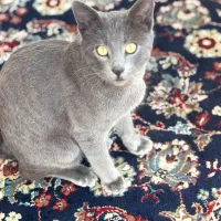 گربه|گربه|قزوین, |دیوار