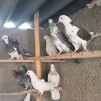 کفترا کپکی تیرماه|پرنده|تهران, کیانشهر|دیوار