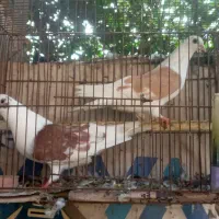 کبوتر  تهرانی ۵۰۰