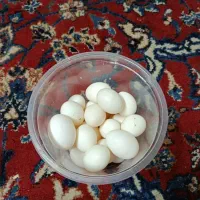 تخم کبوتر