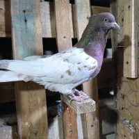 کله سرخ خونی|پرنده|کرج, کوی امامیه|دیوار