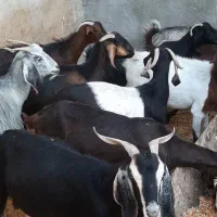 فروش بز چاق درجه یک