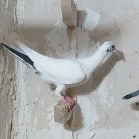 کفتر گمشده